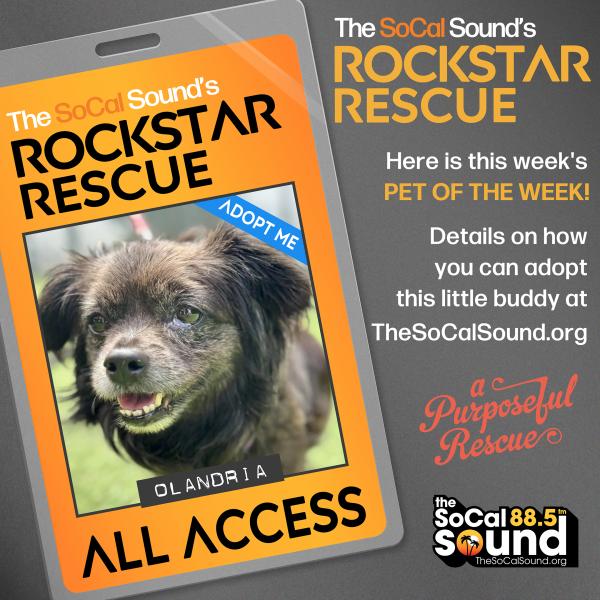 KCSN RockstarRescue PotW 122925 CreateOutlines IG SQUARE 1080x1081